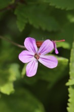 Stinking cranesbill (Geranium robertianum), herb Robert, Ruprechtskraut (Geranium robertianum),