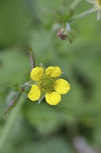 Wood avens (Geum urbanum), Benediktenwurzel, Buschnelkenwurzel, Heil aller Welt, Mannskraftwurzel,