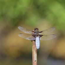 Flat-bellied dragonfly (Libellula depressa), family of damselflies (Libellulidae), male sitting on