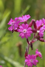 Red campion (Silene dioica), close-up of a flower in a meadow, Wilnsdorf, North Rhine-Westphalia,