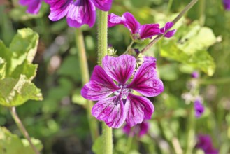 Common mallow (Malva sylvestris), flower in a meadow, medicinal plant, aromatic plant, medicinal