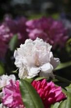 Rhododendron flowers (Rhododendron Homer), white flowers, in a garden, Wilnsdorf, North