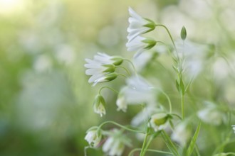 Greater stitchwort (Rabelera holostea, synonym: Stellaria holostea L.), backlit flowers, Peene