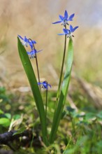 Siberian squill (Scilla siberica), backlit flower, Peene Valley nature park Park,