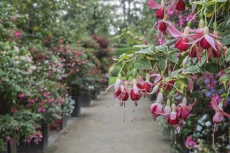 Fuchsienschau Kreislehrgarten, Burgsteinfurt, Steinfurt, MÃ¼nsterland, North Rhine-Westphalia,