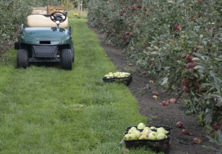 Apfelernte Kreislehrgarten, Burgsteinfurt, MÃ¼nsterland, North Rhine-Westphalia, Germany