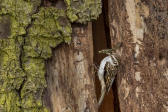 The woodcreeper pair (Certhia familiaris) tirelessly collects nesting material for nest building,