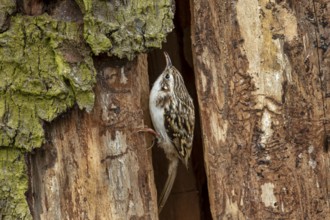 The woodcreeper (Certhia familiaris) pauses for a brief moment at the cave entrance, breeding site,