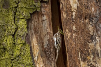 The woodcreeper (Certhia familiaris) skilfully juggles a small spruce branch for nest building,