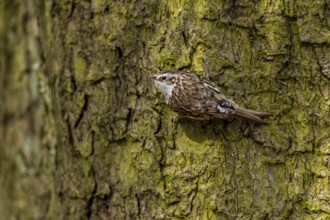 Woodcreepers (Certhia familiaris) are well camouflaged by their plumage and are rarely so easily