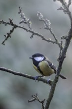 Great Tit (Parus major), Emsland, Lower Saxony, Germany