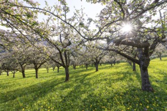 Apple blossoms on the orchard near Neidlingen, Swabian Jura, Baden-WÃ¼rttemberg, Germany