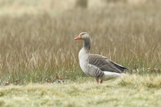 Grey goose (Anser anser) on a moor, DÃ¼mmer, Lake DÃ¼mmer, Ochsenmoor, HÃ¼de, Lower Saxony, Germany