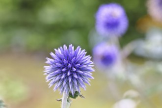 Blue globe thistle (Echinops ritro), flower, ornamental plant in a garden, Wilnsdorf, North