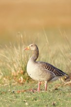 Grey goose (Anser anser) on a dyke in the evening at sunset, golden hour, DÃ¼mmer, Lake DÃ¼mmer,