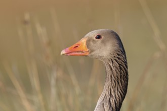 Grey goose (Anser anser) on a dyke in the evening at sunset, golden hour, animal portrait, DÃ¼mmer,