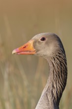 Grey goose (Anser anser) on a dyke in the evening at sunset, golden hour, animal portrait, DÃ¼mmer,