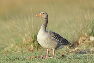 Grey goose (Anser anser) on a dyke in the evening at sunset, golden hour, DÃ¼mmer, Lake DÃ¼mmer,