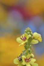 Dark mullein (Verbascum nigrum), flowers, inflorescence, in a natural garden, close-up, Wilnsdorf,