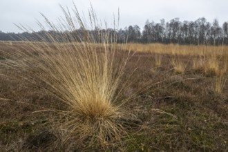 Pipe grass (Molinia caerulea) in the moor, Emsland, Lower Saxony, Germany