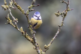 Blue tit (Parus caerulea), Emsland, Lower Saxony, Germany