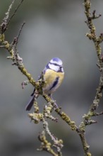 Blue tit (Parus caerulea), Emsland, Lower Saxony, Germany