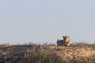 African lion (Panthera leo), adult male lying on a sand dune, in the sun, looking at camera, alert,
