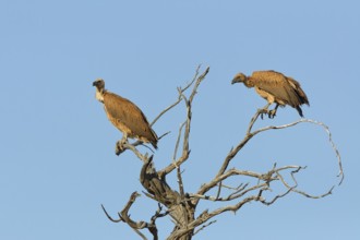White-backed vultures (Gyps africanus), two adults, sitting on a tree branch, on the lookout, blue