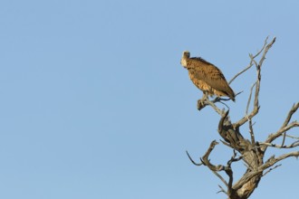 White-backed vulture (Gyps africanus), adult, sitting on a tree branch, on the lookout, blue sky,