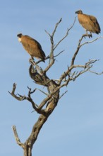 White-backed vultures (Gyps africanus), two adults, sitting on a tree branch, on the lookout, blue