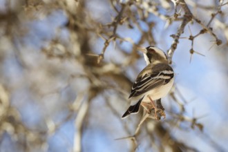 Sociable weaver (Philetairus socius), sitting on tree branch, Kgalagadi Transfrontier Park,