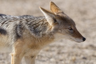 Black-backed jackal (Lupulella mesomelas), adult, standing in dry savanna, alert, head profile,