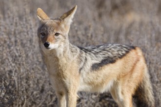 Black-backed jackal (Lupulella mesomelas), adult, standing among dry bushes, looking at camera,