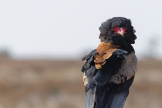 Bateleur eagle (Terathopius ecaudatus), adult sitting on branch, looking at camera, alert, animal