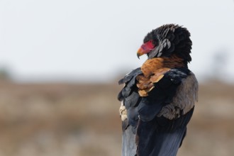Bateleur eagle (Terathopius ecaudatus), adult sitting on branch, looking around, alert, Kgalagadi