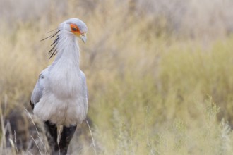 Secretary bird (Sagittarius serpentarius), adult, walking among bushes, foraging, Kgalagadi
