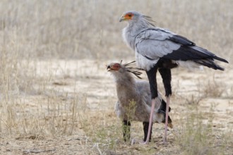 Secretary birds (Sagittarius serpentarius), adult and juvenile, young bird feeding on a snake,