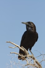 Cape crow (Corvus capensis), adult, sitting on a tree branch, on the lookout, blue sky, Kgalagadi