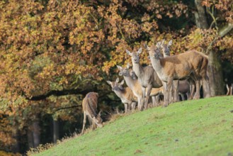 A large herd of red deer (Cervus elaphus) rests in hilly terrain on a meadow at the edge of the