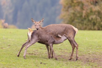 A red deer cow (Cervus elaphus) stands on a meadow and suckles her fawn. A forest in autumnal