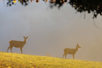 A herd of red deer cows (Cervus elaphus) standing on a meadow in backlit condition. Fog covers the