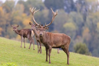 Two red deer cows and a stag (Cervus elaphus) stand in a meadow. In the background, a forest can be