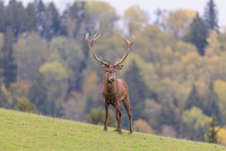 A Red Deer stag (Cervus elaphus) stand on a green meadow in hilly terrain. In the background, a