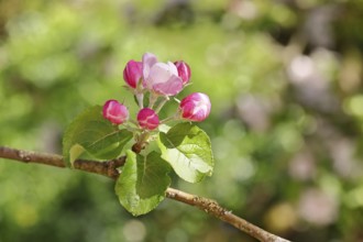 Apple blossoms (Malus), red still closed blossoms, bokeh in the background, close-up, Wilnsdorf,