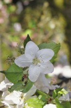 Apple blossoms (Malus), white blossoms with bokeh in the background, close-up, spring, Wilnsdorf,