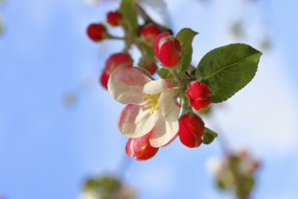 Apple blossoms (Malus), white blossoms with blue sky in the background, close-up, spring,