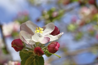 Apple blossoms (Malus), white blossoms with blue sky and bokeh in the background, close-up, spring,