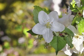 Apple blossoms (Malus), white blossoms with bokeh in the background, close-up, spring, Wilnsdorf,