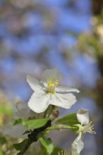 Apple blossoms (Malus), white blossoms with blue sky and bokeh in the background, close-up, spring,