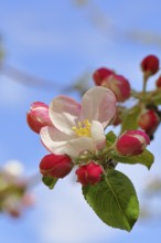 Apple blossoms (Malus), white blossoms with blue sky in the background, close-up, spring,